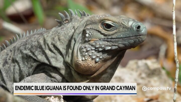 Endemic Blue Iguana is found only in Grand Cayman 