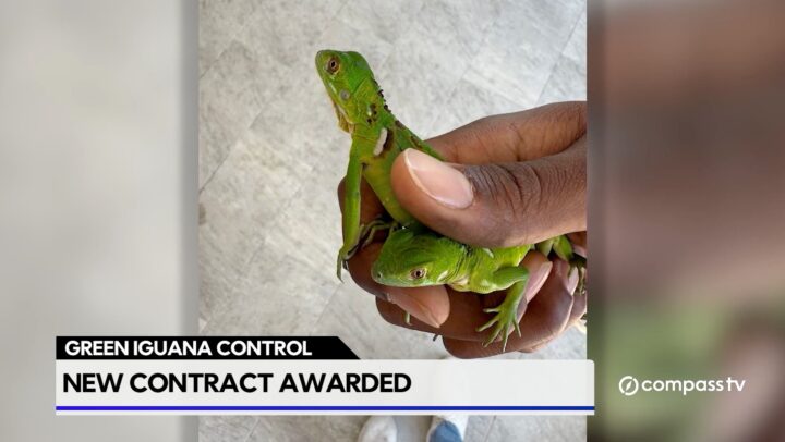Cornwall Consulting awarded green iguana cull contract