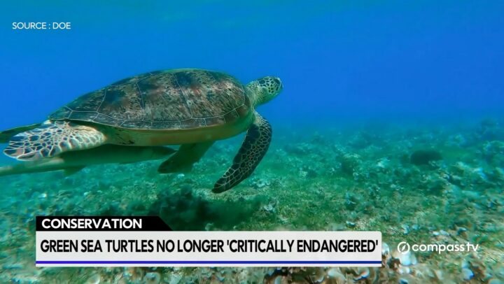 Green sea turtles no longer ‘critically endangered’