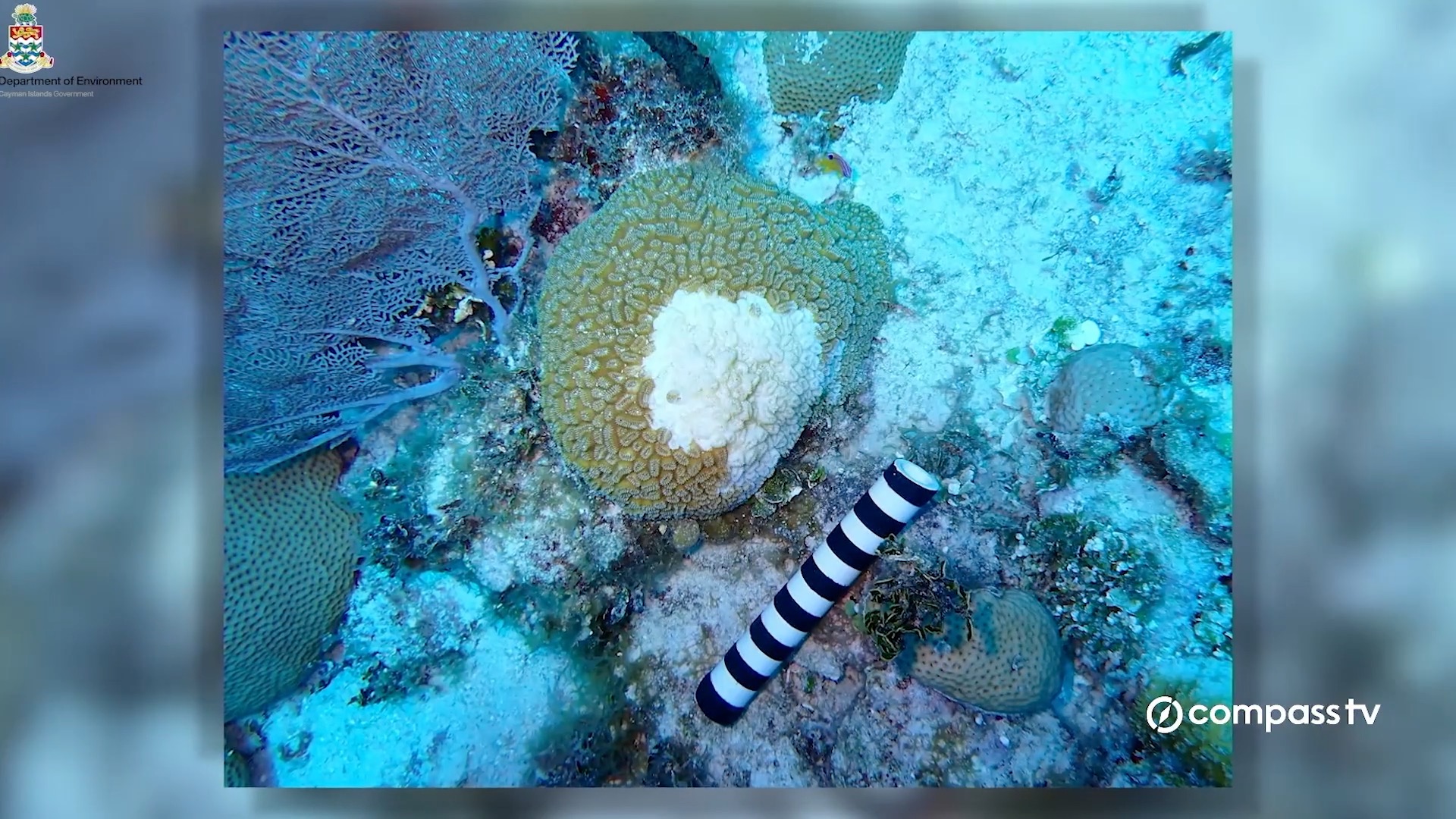 Little Cayman faces fast-spreading coral disease - Compass TV