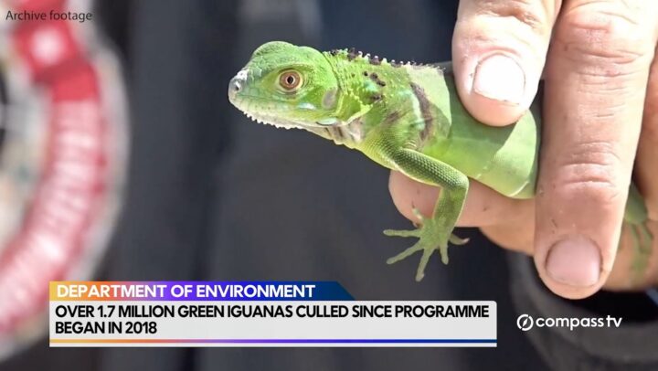 DOE – Green iguana culling 