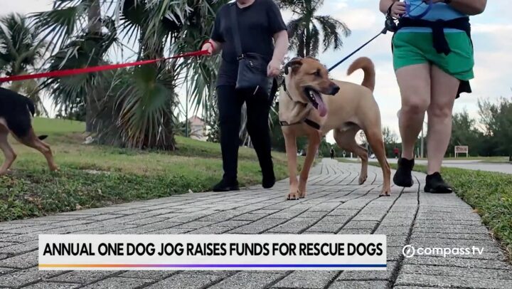 One Dog at a Time Sanctuary